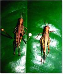 Aiolopus thalassinus tamulus