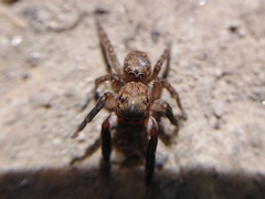 Euophrys rufibarbis