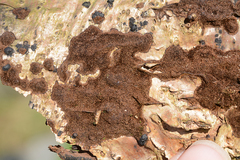 Fuscoporia ferruginosa