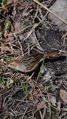 Cisticola chiniana