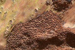 Fuscoporia ferruginosa