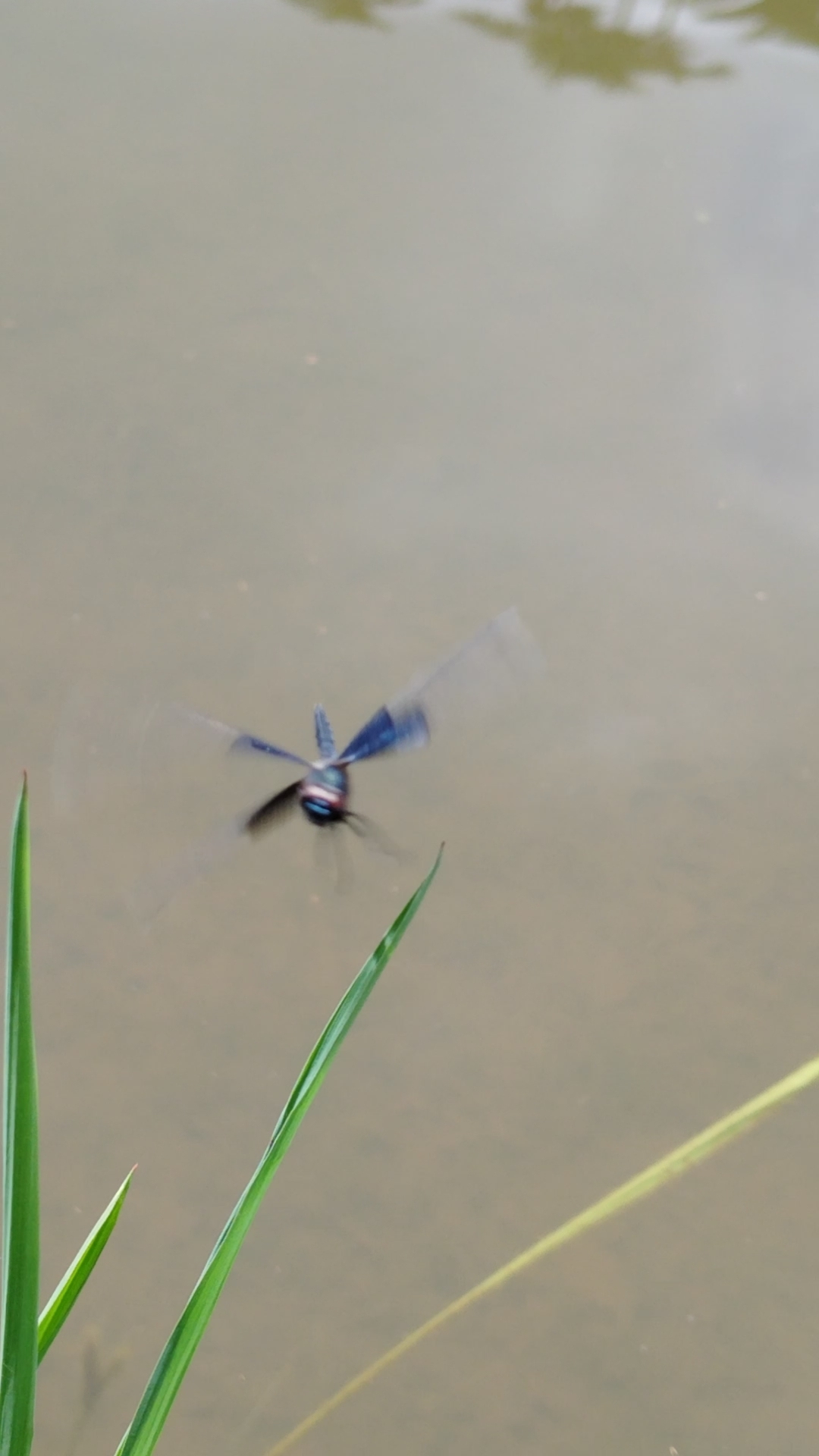 Sapphire Flutterer