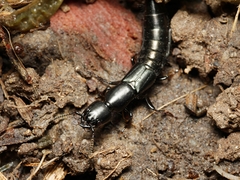 Thyreocephalus