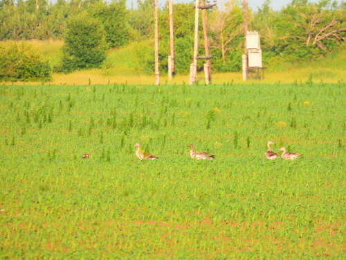 Greylag Goose