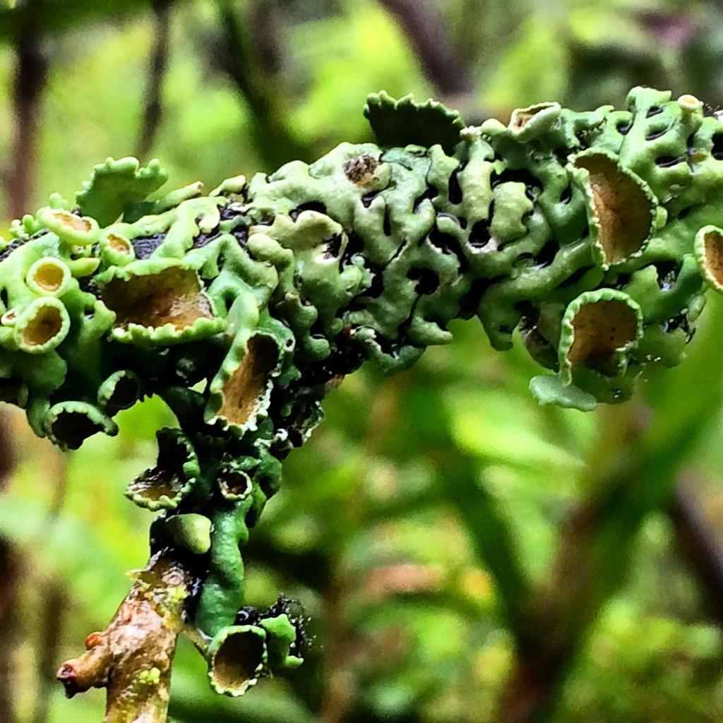 Heterodermia queensberryi