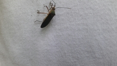 Heteroptera