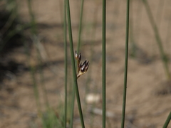 Juncus balticus ater