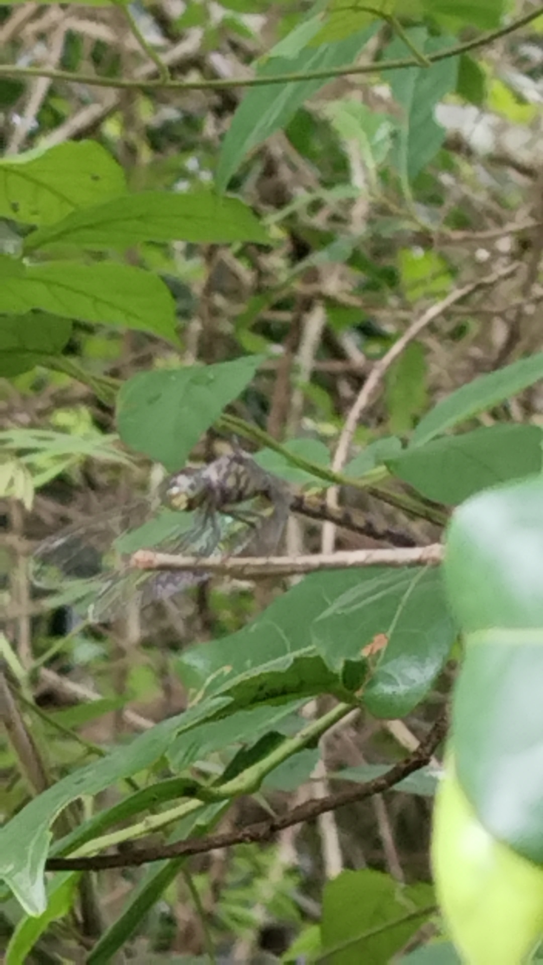 Asiatic Bloodtail