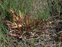 Ranunculus glaberrimus ellipticus