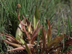 Ranunculus glaberrimus ellipticus
