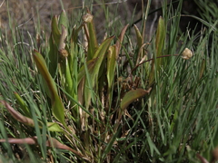 Ranunculus glaberrimus ellipticus