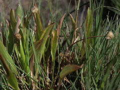 Ranunculus glaberrimus ellipticus