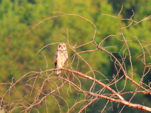 Short-eared Owl