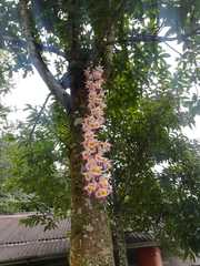 Dendrobium polyanthum