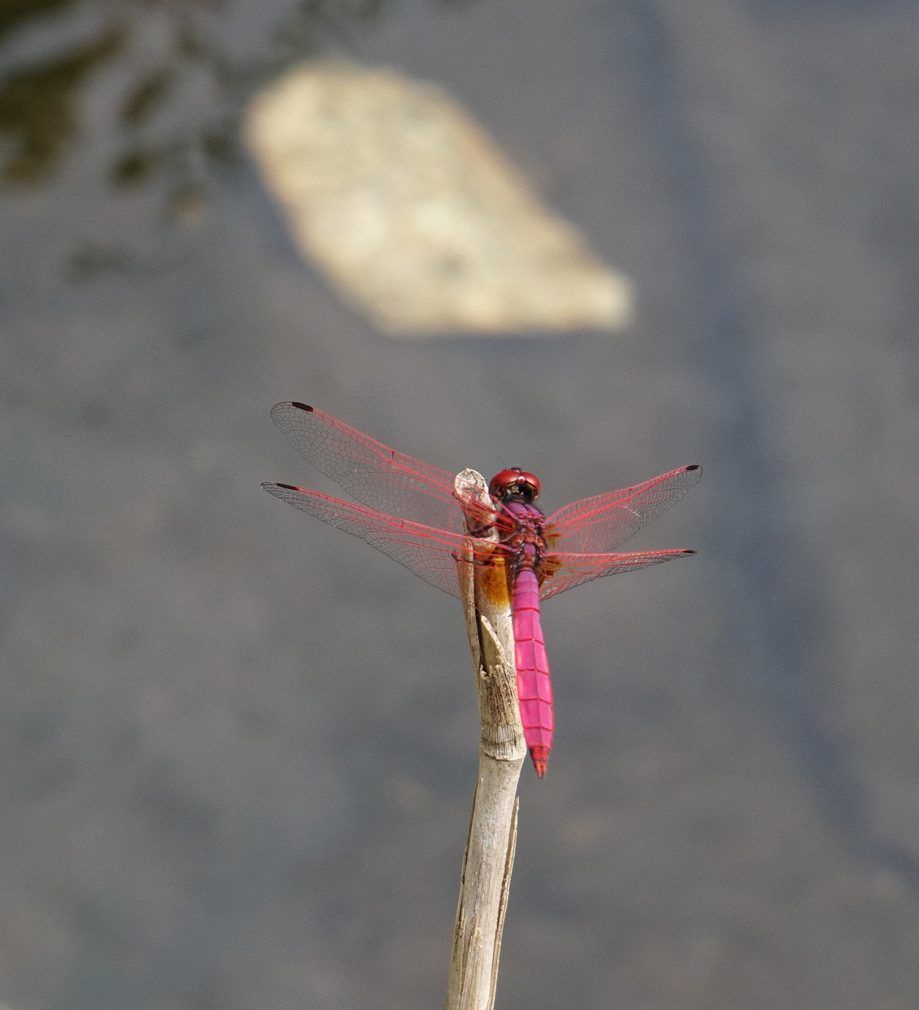 Crimson Marsh Glider