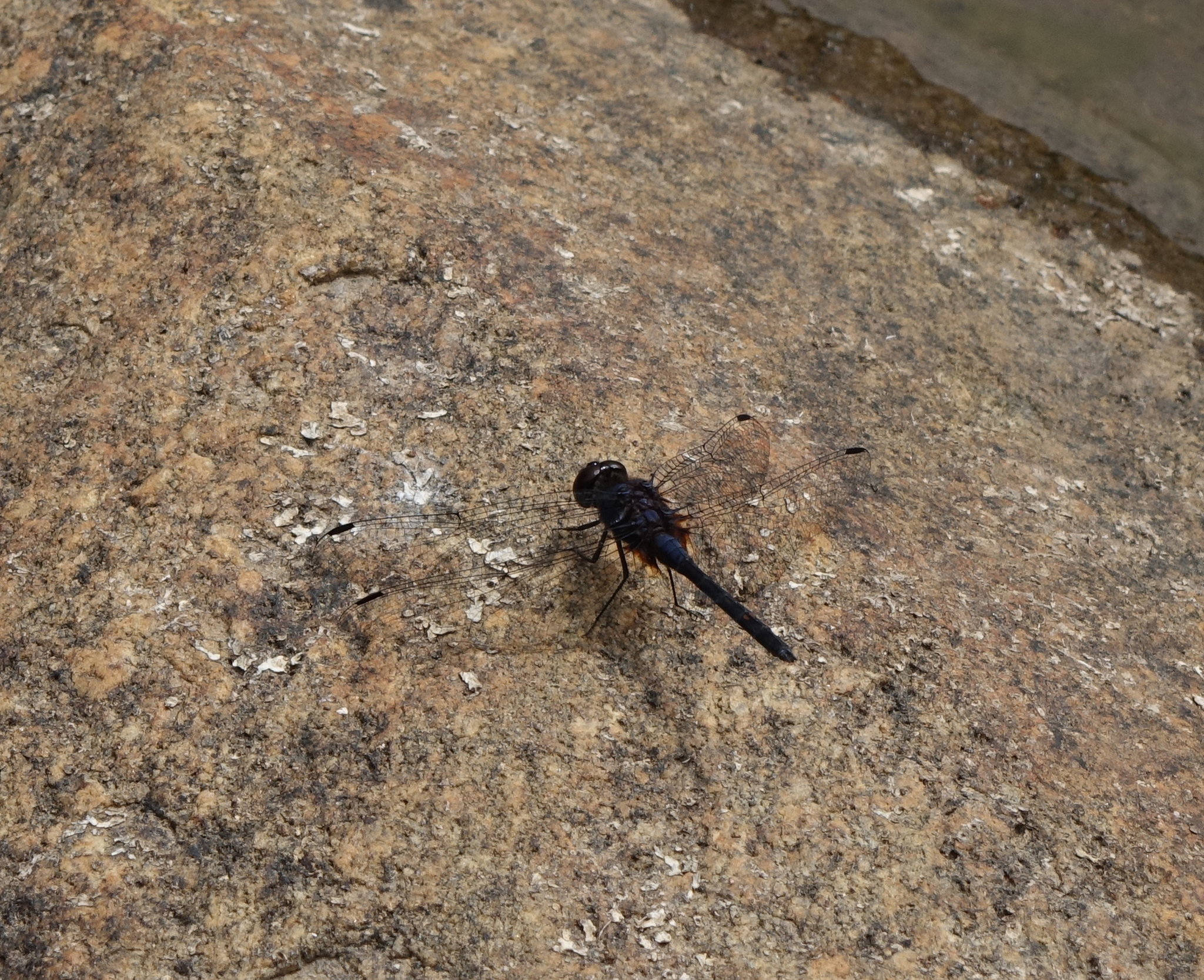 Black Stream Glider