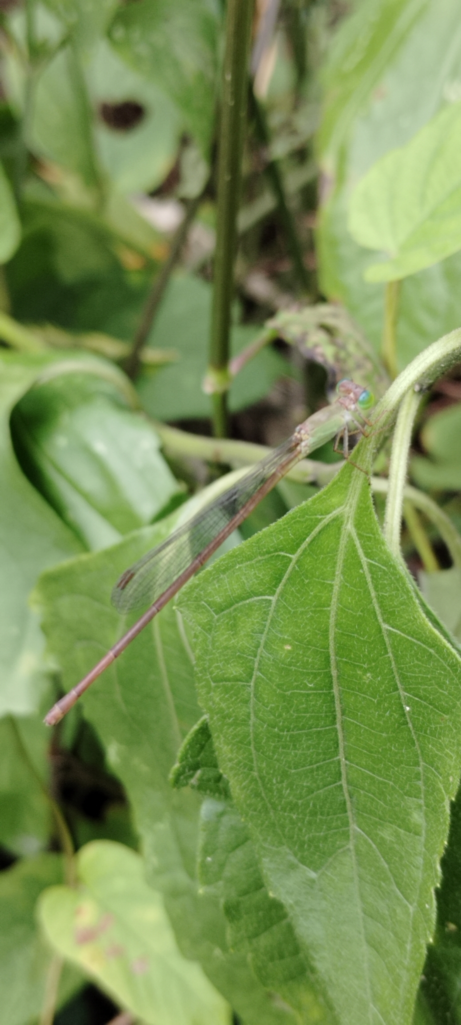 Coromandel Marsh Dart