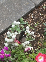 Papilio macilentus