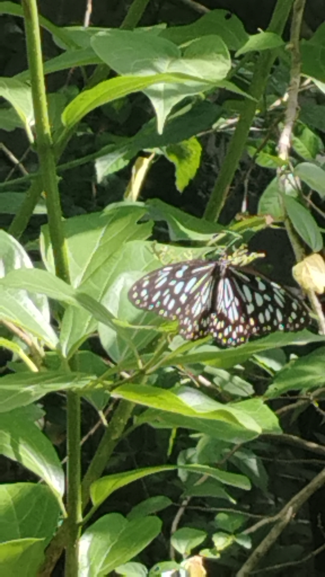 Dark Blue Tiger