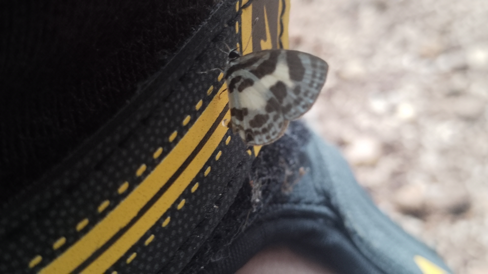 Banded Blue Pierrot