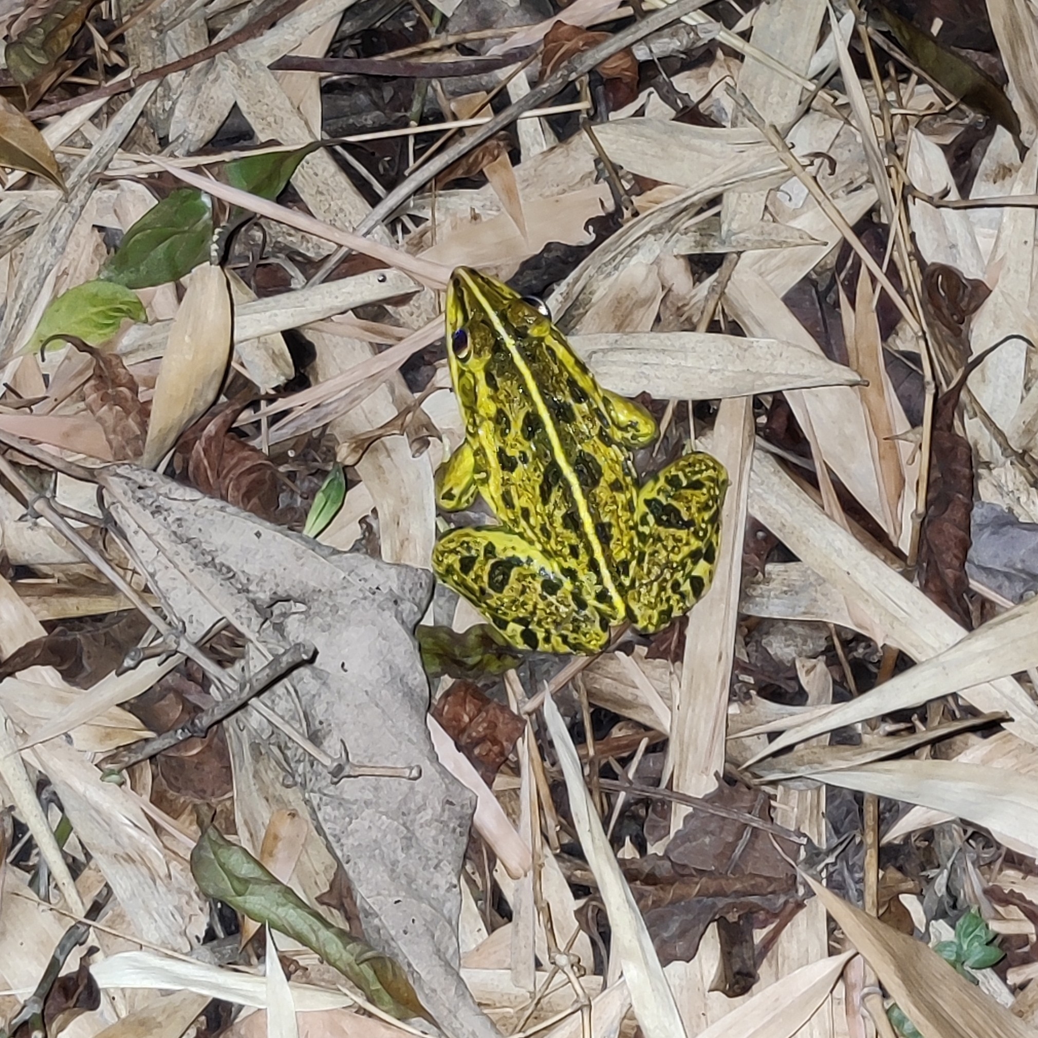 Indian Bull Frog