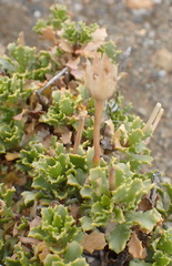 Dimorphotheca cuneata, photograph (c) Nicola van Berkel, some rights reserved (CC BY-SA)