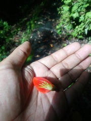 Erythrina breviflora