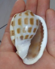 Phalium areola