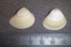 Spisula trigonella