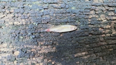 Rasbora borapetensis