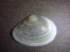 Macomona deltoidalis