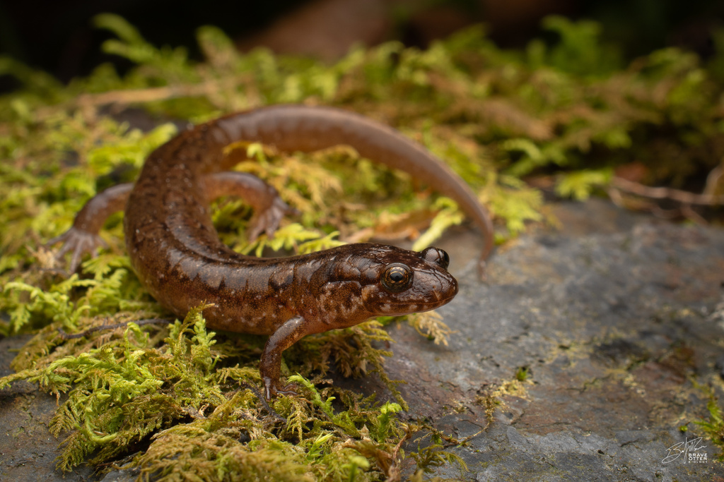 Santeetlah Dusky Salamander