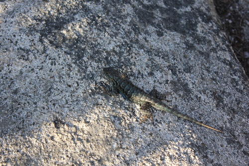 iNaturalist observation photo of Western Fence Lizard