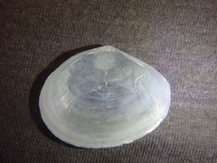 Macomona deltoidalis