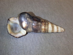 Pyrazus ebeninus