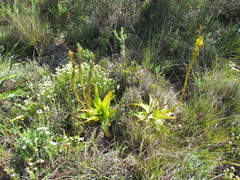Bulbine latifolia