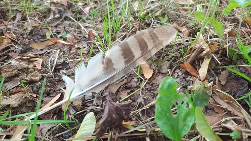 View observation of {o.common_name} on iNaturalist