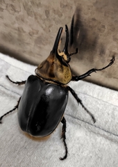 Coleoptera