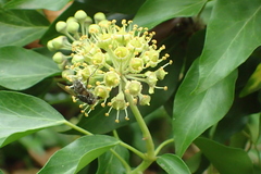 Pollenia rudis