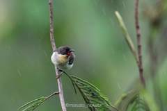 Myzomela jugularis