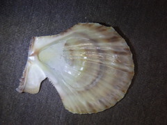 Scaeochlamys livida