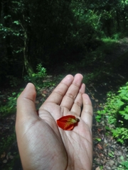 Erythrina breviflora
