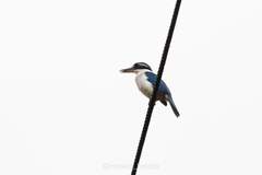 Todiramphus sacer
