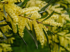 Acacia floribunda