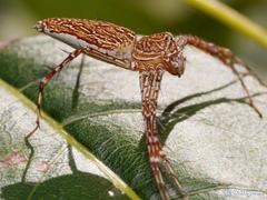 Hamadruas hieroglyphica