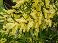 Acacia floribunda