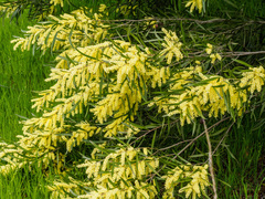 Acacia floribunda