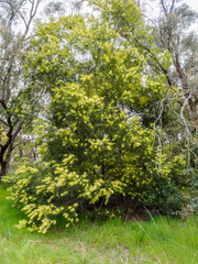 Acacia floribunda