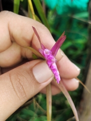 Isochilus chiriquensis