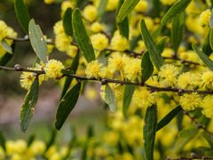 Acacia rostriformis